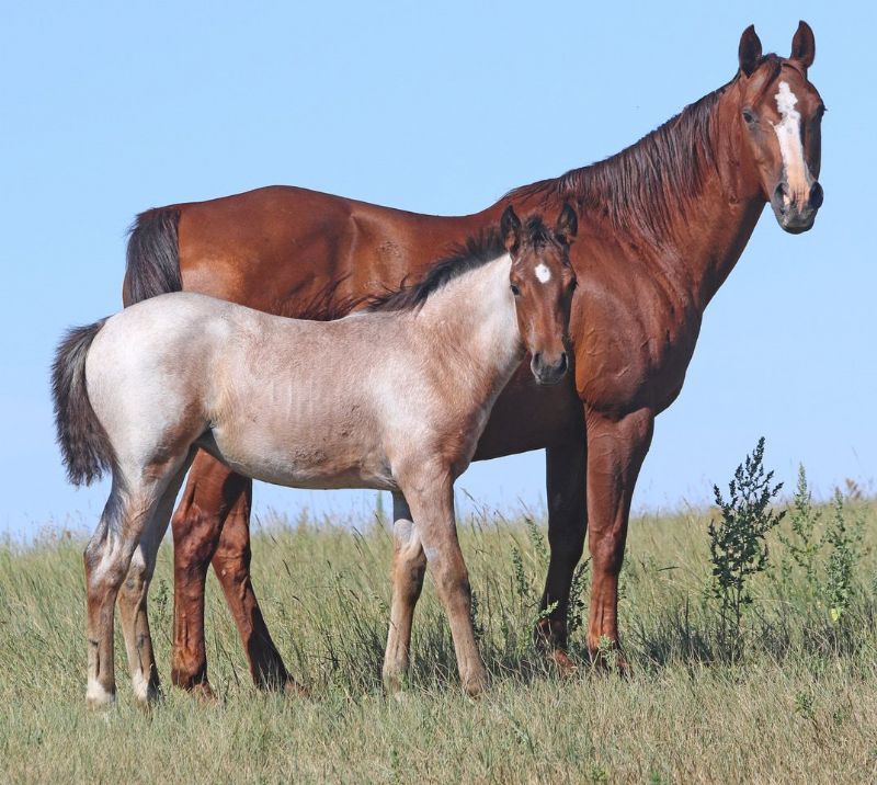 029 - Colonel Zsa Zsa filly